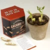 kit-autocoltivazione-arachidi-3